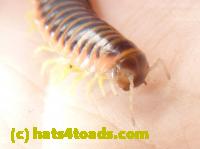 /home//u458753944/public_html/sourcegallery//////////////////////Insects and small critters/millipedes and centipedes/P1060941.JPG